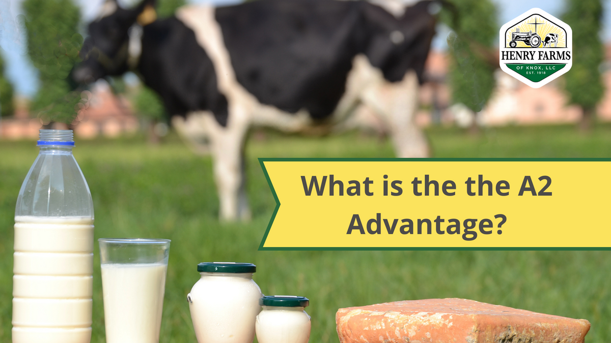 what-is-the-the-a2-advantage-henry-farms